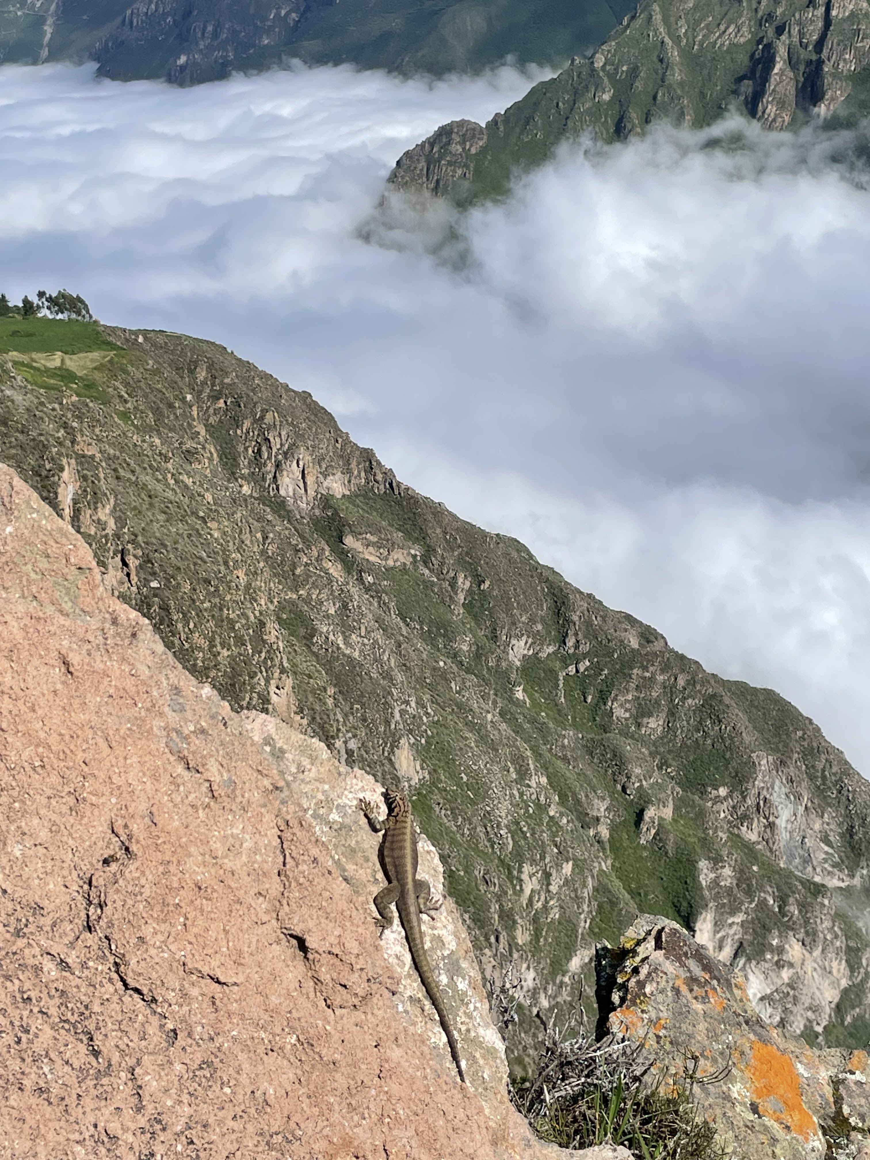 Mirador Cruz del Cóndor 19